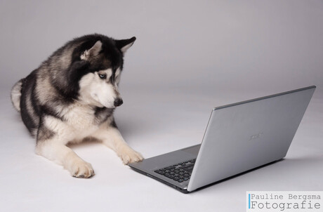 husky achter laptop