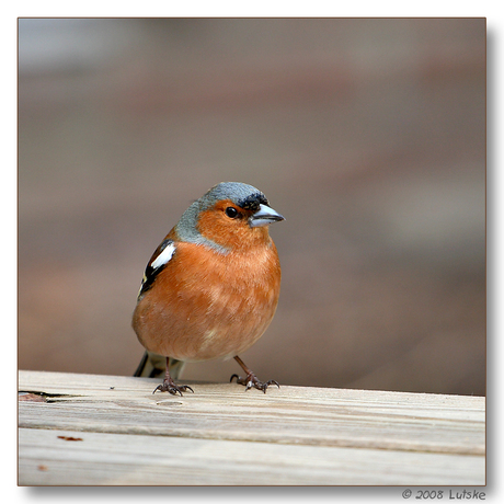 Vink