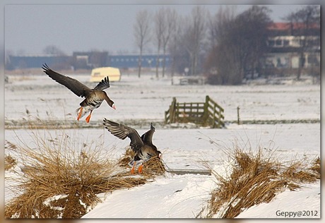 Landende Ganzen