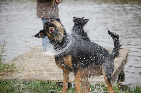 Leo net uit het water