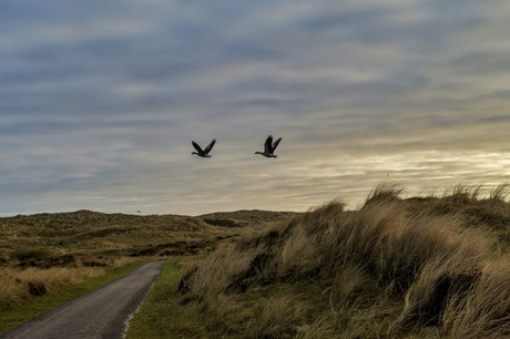 Vroege vogels op Terschelling