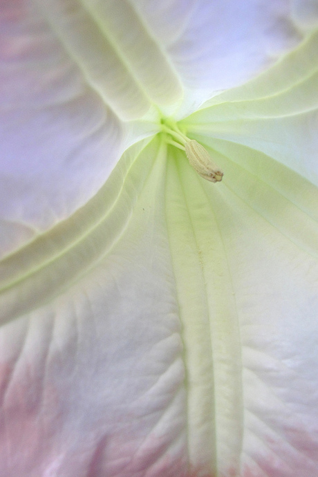 Brugmansia