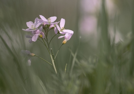 Pinksterbloem