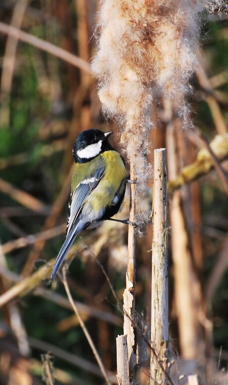 Koolmees Parus major