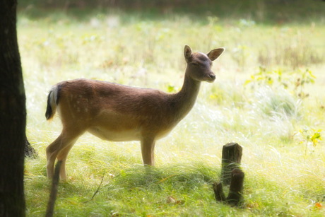 Hert in de duinen