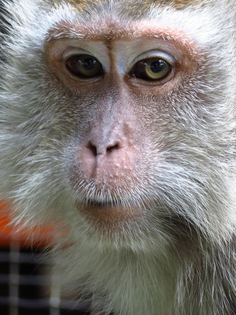 Portret van een aap