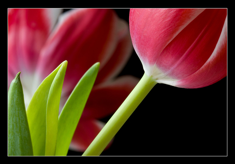 Tulpen