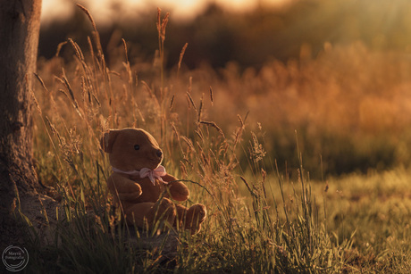 Teddybeer in het gouden zonlicht