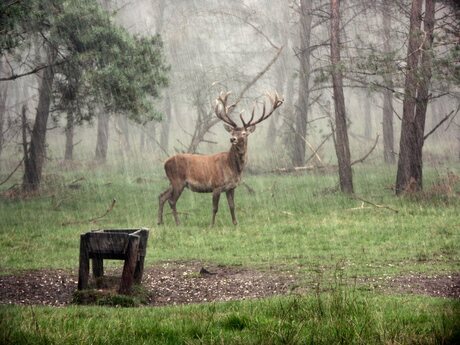 Edelhert in regen