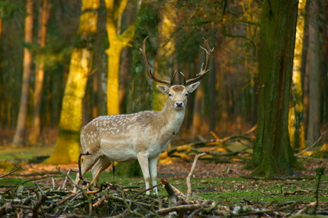 Damhert voor brandende bomen.