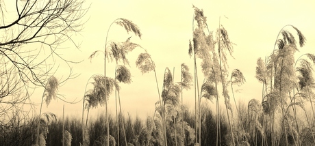 Natuur sepia