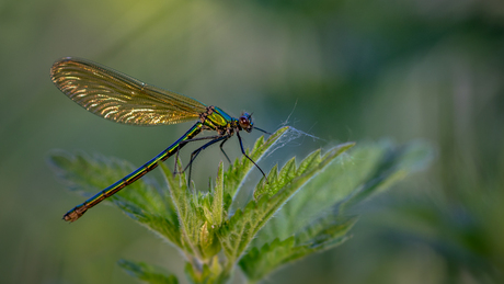 Wij zijn er ook weer