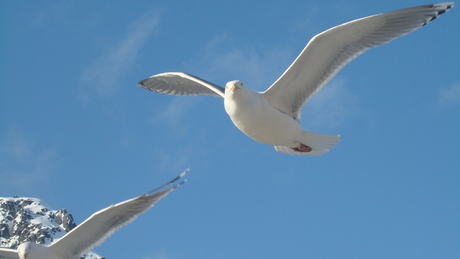 Meeuwen in de wind