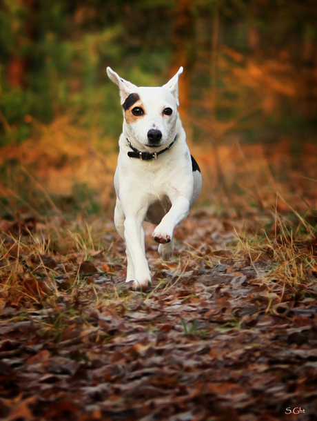 Jack Russel in actie!