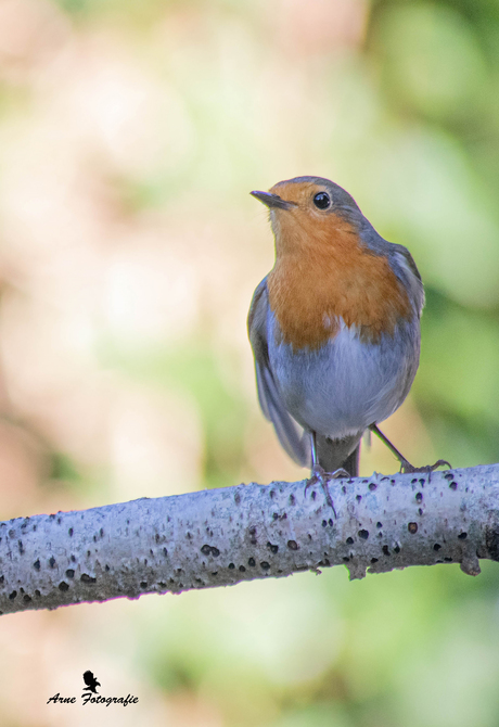 Roodborst