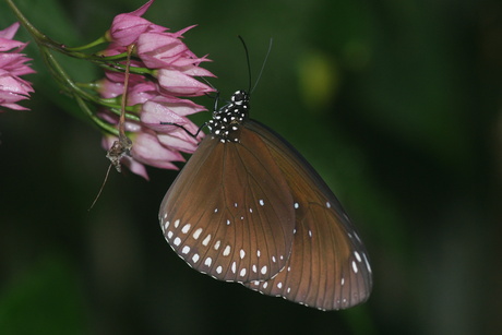 vlinder in blijdorp