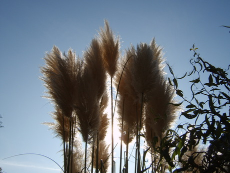 Pluisjes in de zon