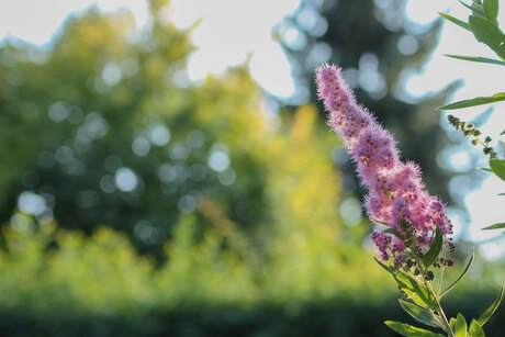 Roze bloem