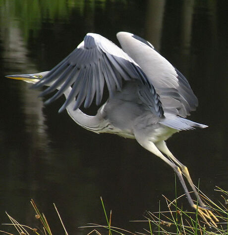 Reiger in actie