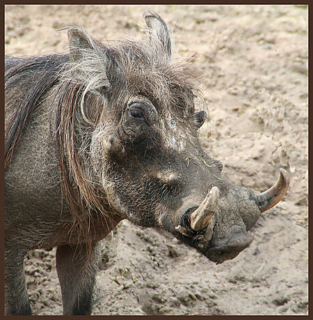Pumba - ontsnapt uit lion king pumba :)
het wrattenzwijn . - foto door kinom op 09-05-2006 - deze foto bevat: pumba