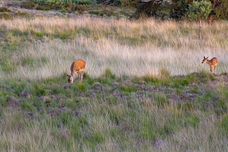 Hindes bij zonsondergang