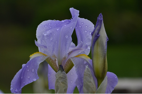 Iris na regenbui