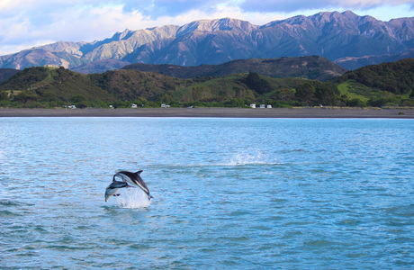 New Zealand Ocean Wildlife
