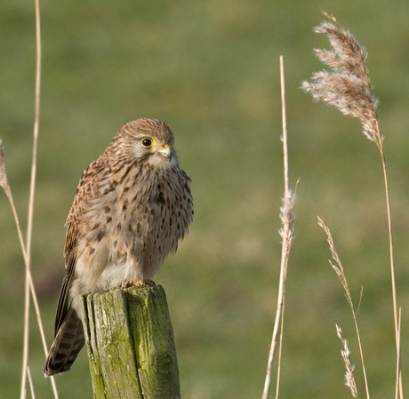 In koude ochtendzon