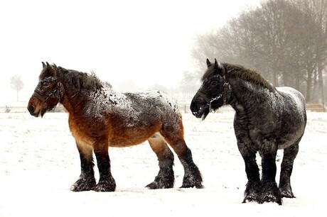 Paarden trotseren winter