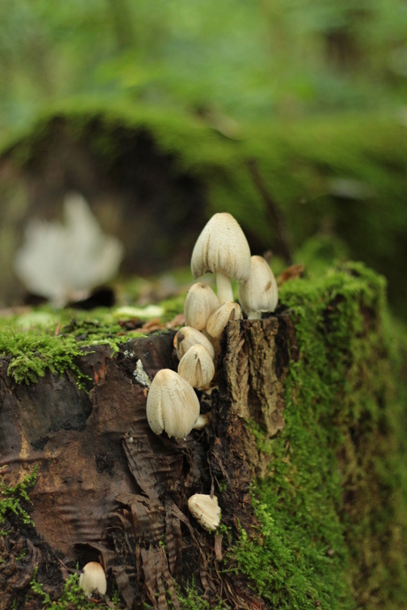 Paddestoelen 1