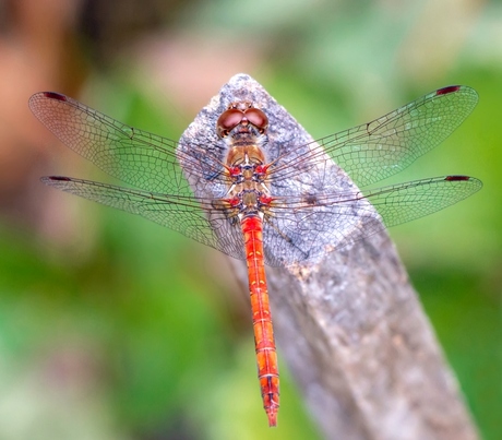 Heidelibel up close