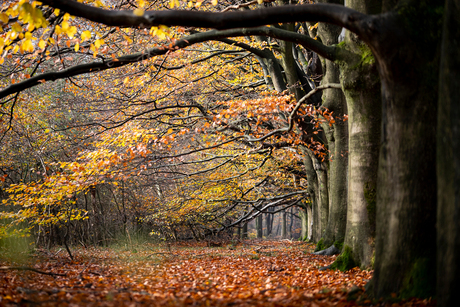 herfst op zijn mooist