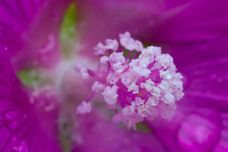 Lavatera