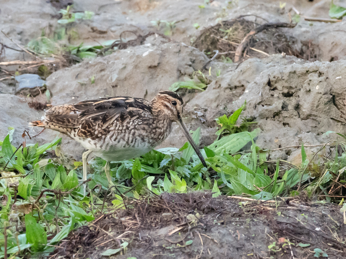 Watersnip - Helemaal in het oosten van ons land, op de grens met Duitsland, heb ik de watersnip gevonden, een schitterende vogel die ik nog nooit had gezien. - foto door SanneT op 11-10-2020
