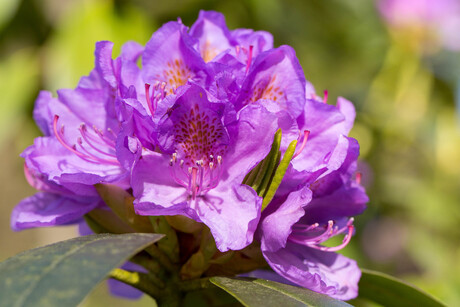 Paarse Rhododendron