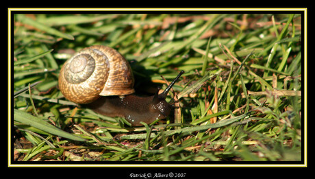 Escargot