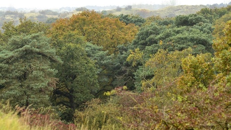 Herfst kleuren