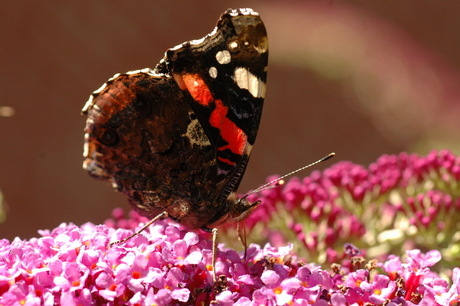 vlinder in de tuin