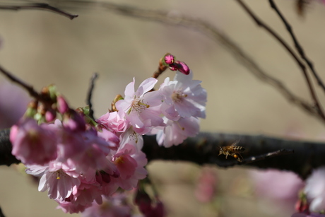 09-03-14 Tuin 046.JPG