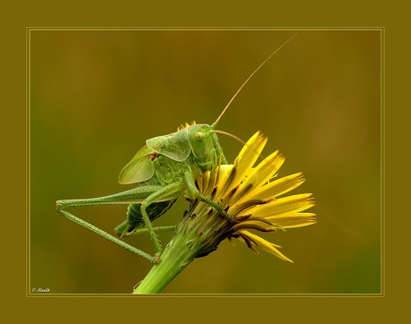 Groene springer..