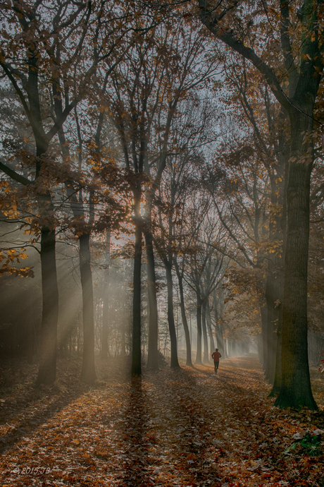 Early forestwalk