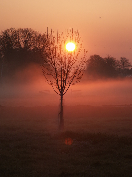 opkomende zon.