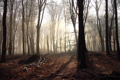mist in het bos