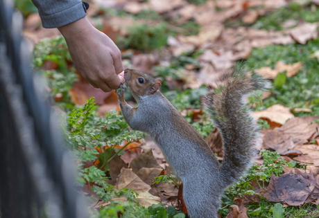 Londen - St. James Park