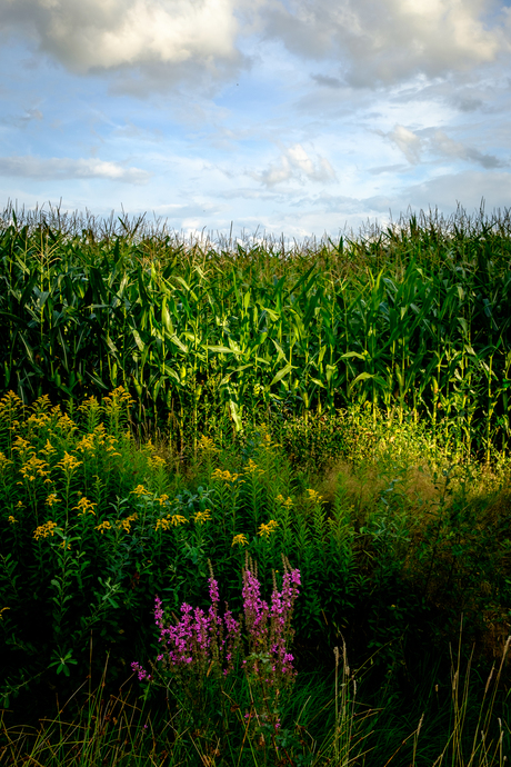 A View to some Corn