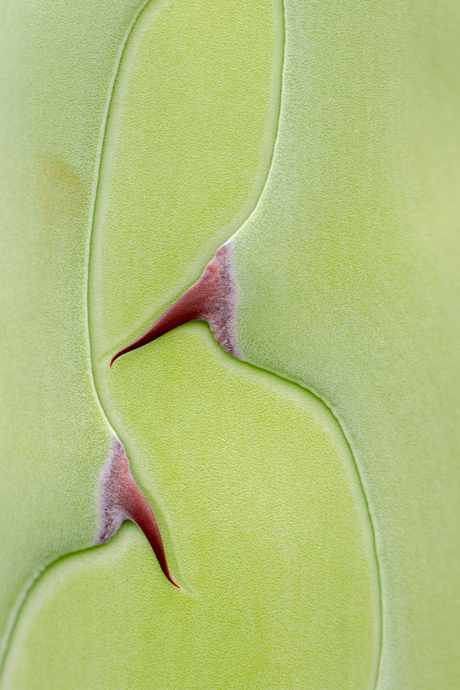 Agave