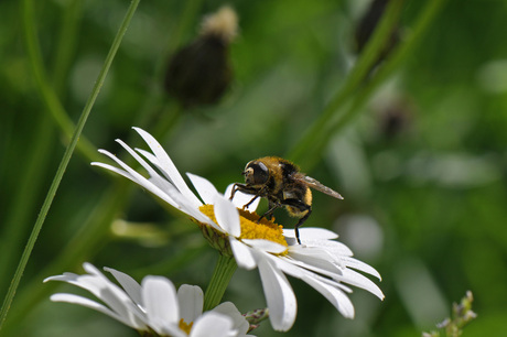 Bijtje op margriet