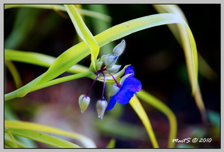 Herfst bloem