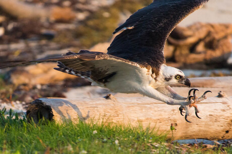 Perfect picture timing - Osprey catching his prey