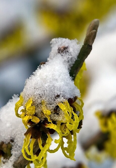 Hamamelis